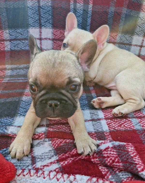 Cuccioli di bulldog francese meravigliosi - media 4